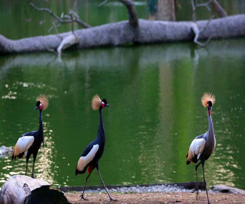 Дендрологический Парк из Батуми